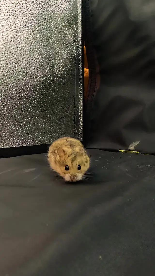 فيديوهات بمحتواك المفضل وبثوث مليانة فعاليات وتحديات!