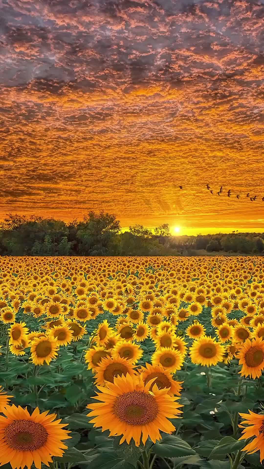 Temu garden must-haves!!!❤️Transform your garden into a haven of comfort and style with Temu! 🏠✨ Get ready for @temu deals! ❤ Ships from US Warehouse #temusale #temuhaul #temu #temufinds #temudecor #temuhome #homefinds #cocyhome #cheapdecor #tryonhaul #homemusthave #fyp