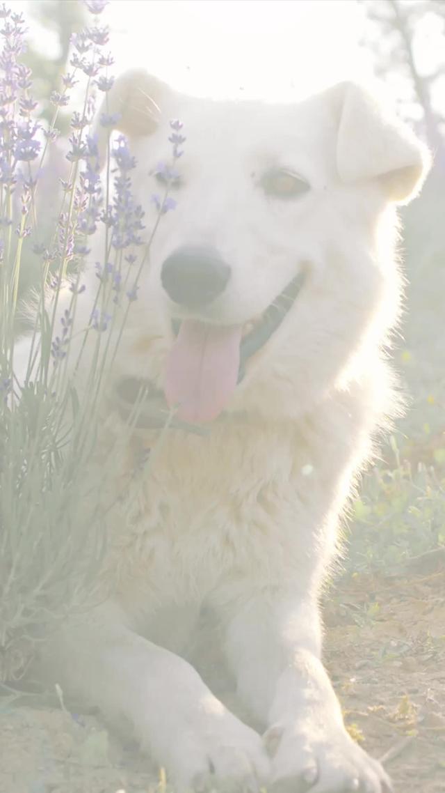 Featured on 50+ news and media channels including CTV and Newsweek! Meet your neighbourhood dogs!