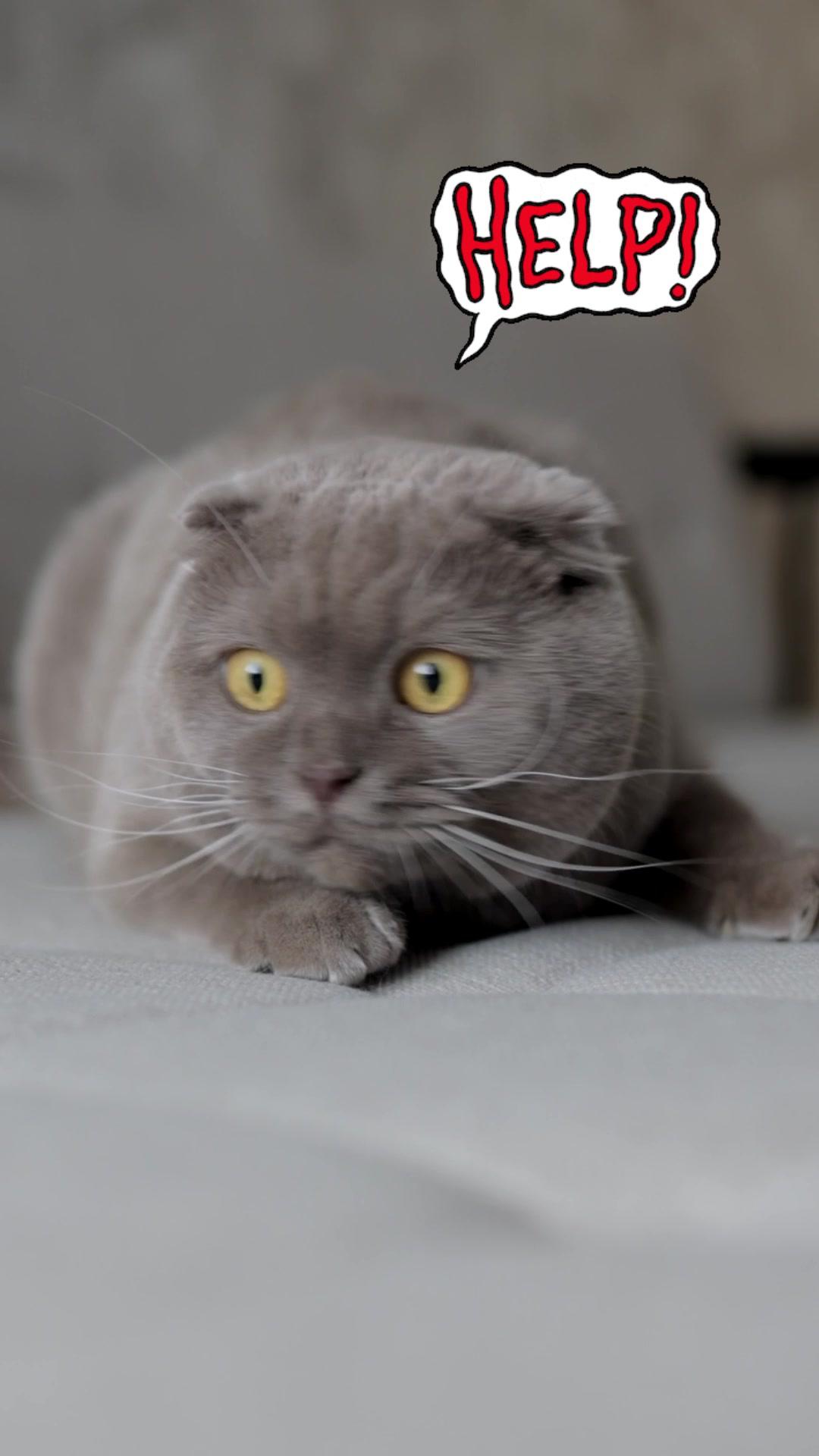 Mio is the best App for kids! #speech #gameforkids #recommendations #kidsgame #kidssong