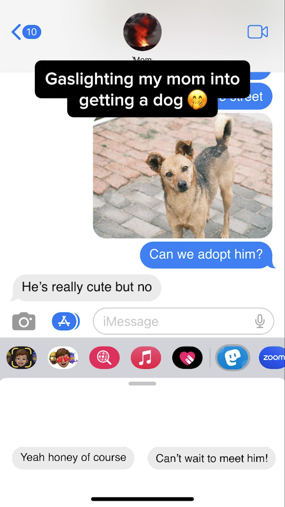 He’s so precious 🐶🥺 Download our "Texts Prank" pack on Stickery ✨ #stickery #funnystickers #imessage #imessagestickers #iphonetricks #imessagetricks #imessageprank #funnyvideos #funnysticker #funny #prank #sticker #stickers #trick #tricks #messages #text #texts #dog #dogs #allergy #dogallergy #cute #dogtok #dogallergies #dogsoftiktok #dogadoption #adoption
