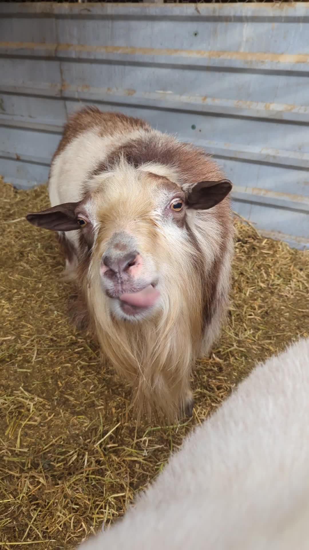 😂😂 #farmlife #funny #goats #buck #homestead #homesteading #farmanimals #fyp