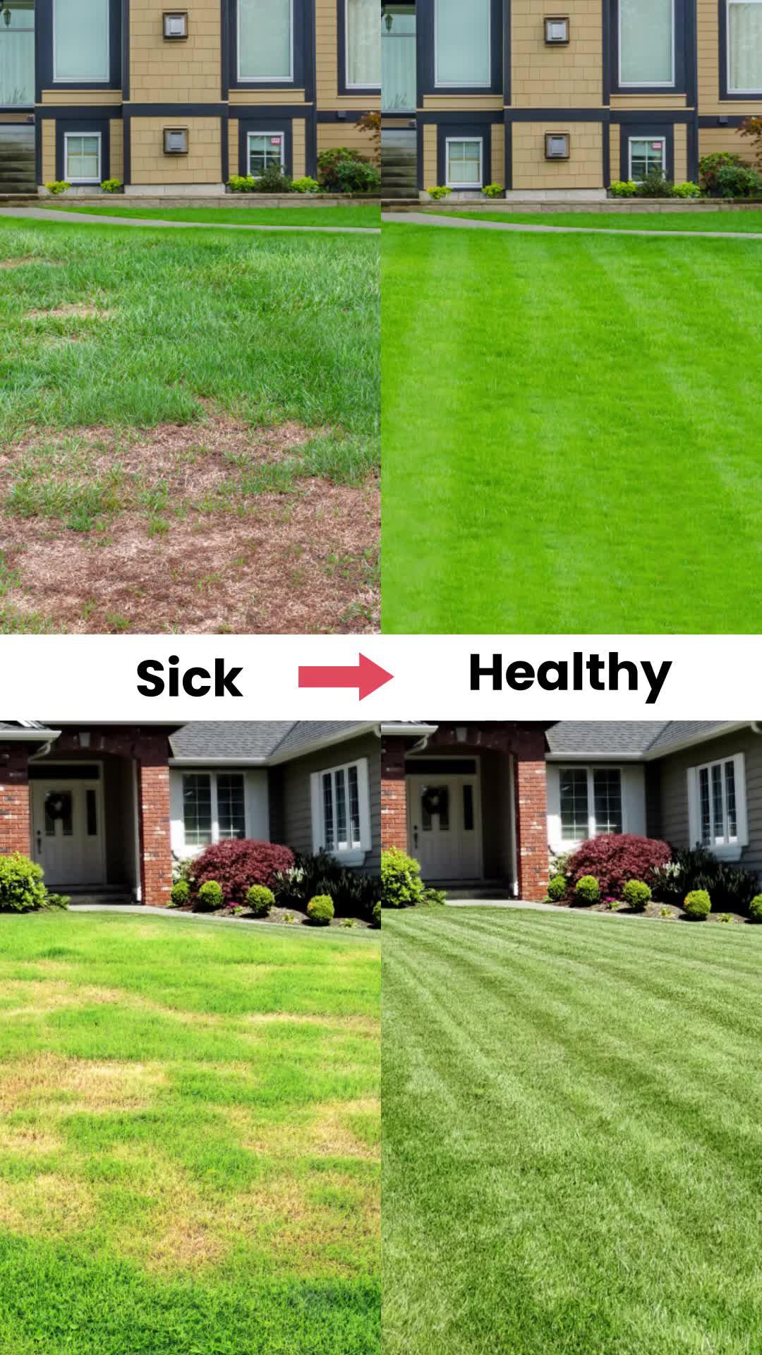 Lawn care Tips Guide