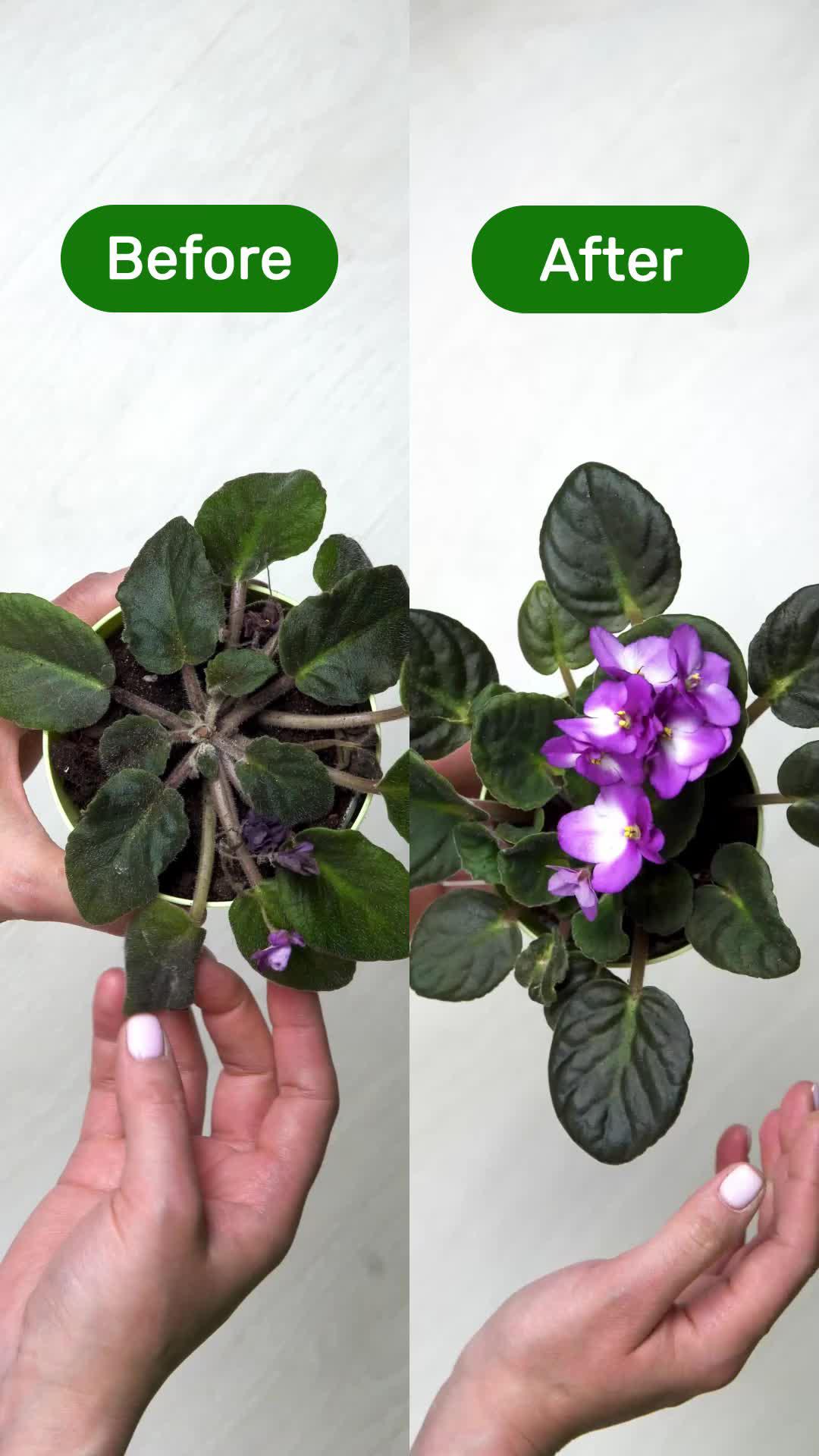 NatureID: Plant identifier 🪴 #plantidentifier #plantcaretips #plantcarehacks #natureid