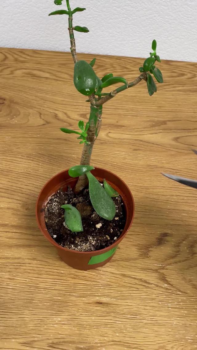 Wypróbuj apkę inteligentnego pomocnika roślin