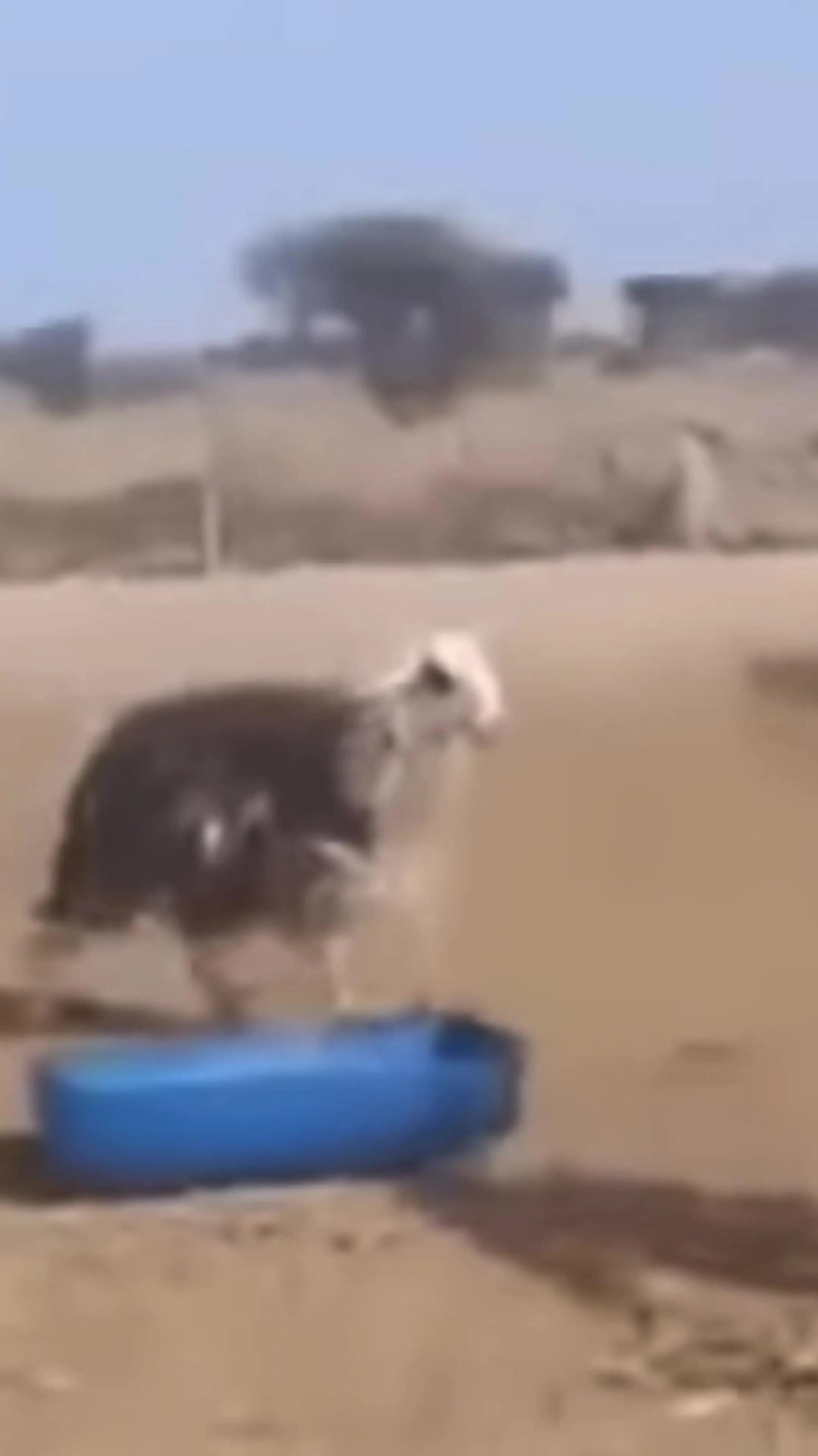 Get our app and calm the goat!