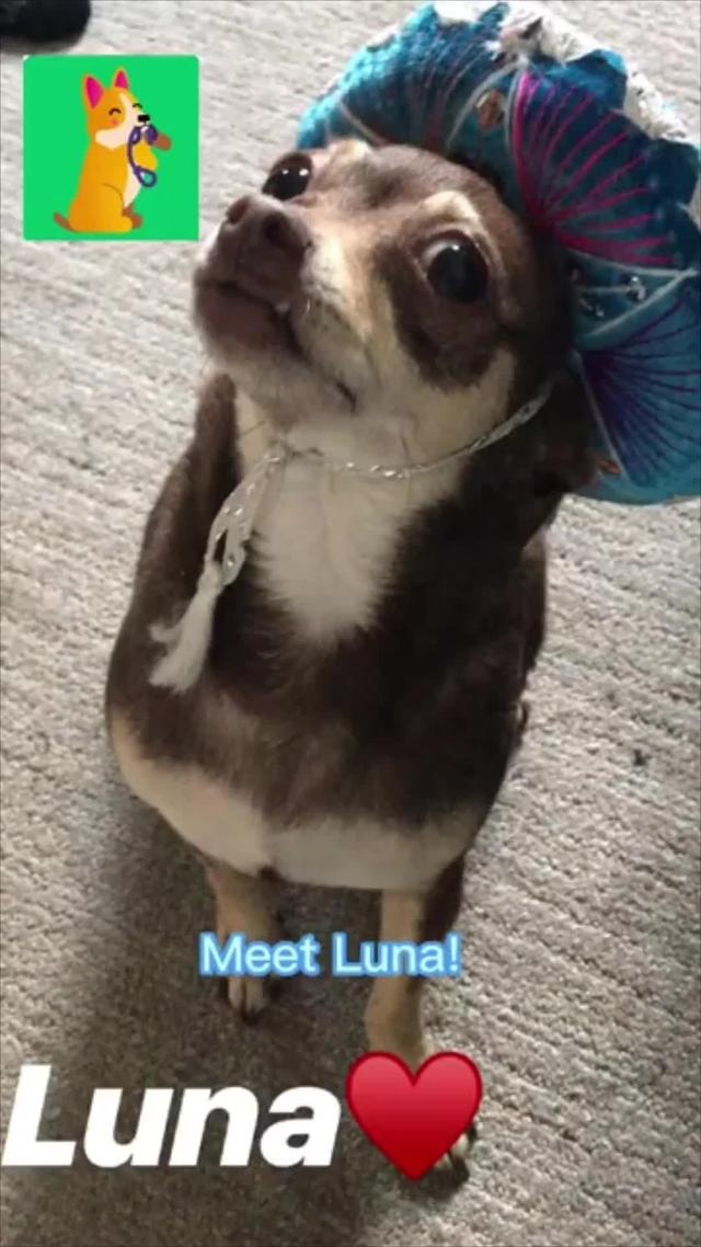 Start training your dog today!