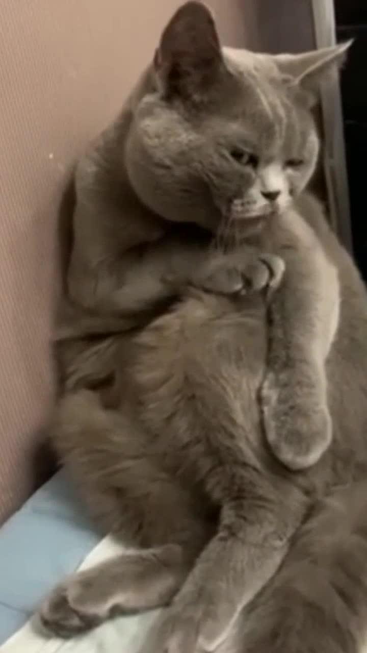 純粋なプレイ、広告なし!