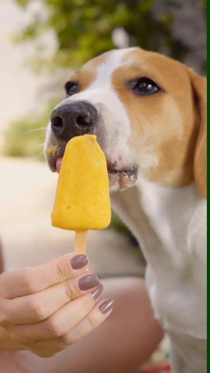 Para tudo e vai fazer um picolé para o seu doguinho, pô! É facinho e vai deixar o dia dele muuuuito mais feliz #rappi #rappibrasil #verão #sorvete #cachorro ro