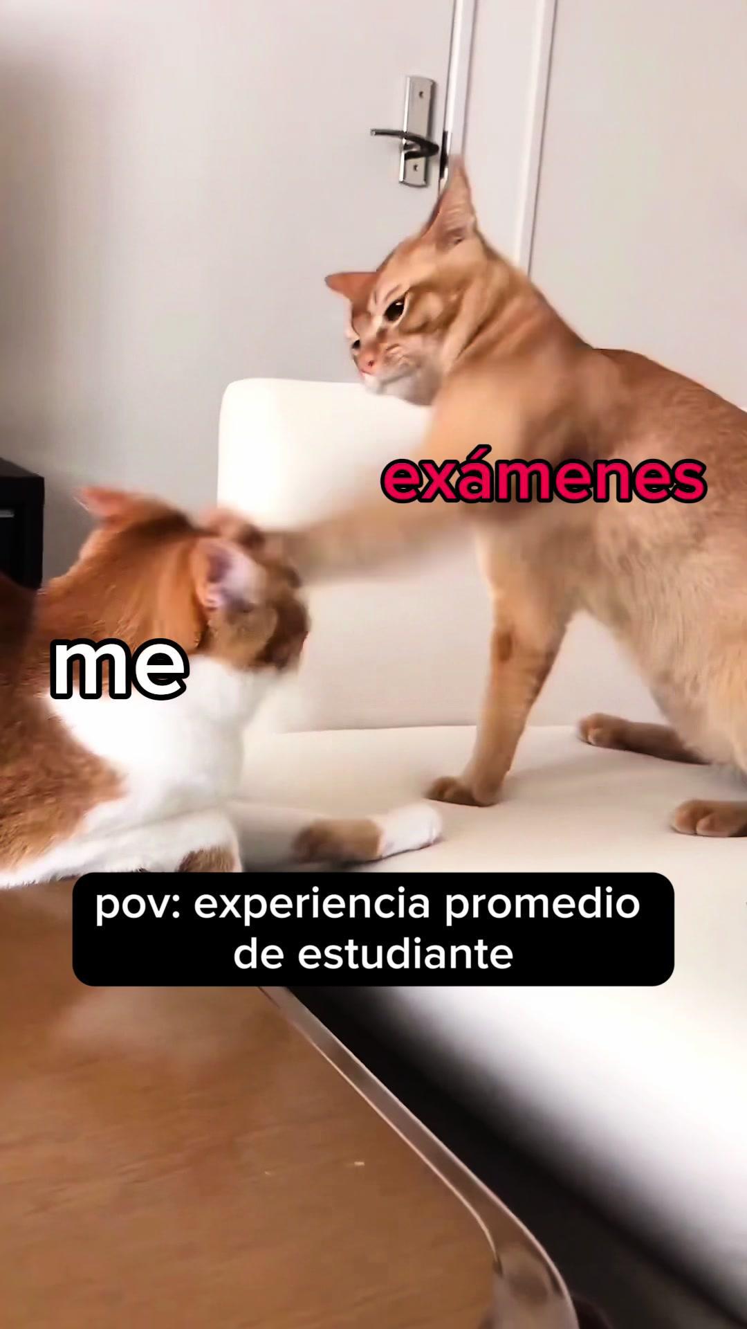 pero no con knowunityyyy 🥰 #tipsdeestudio #1bachiller #bachillerato #evau #metododeestudio #examenes #technicadeestudio #examenesfinales 