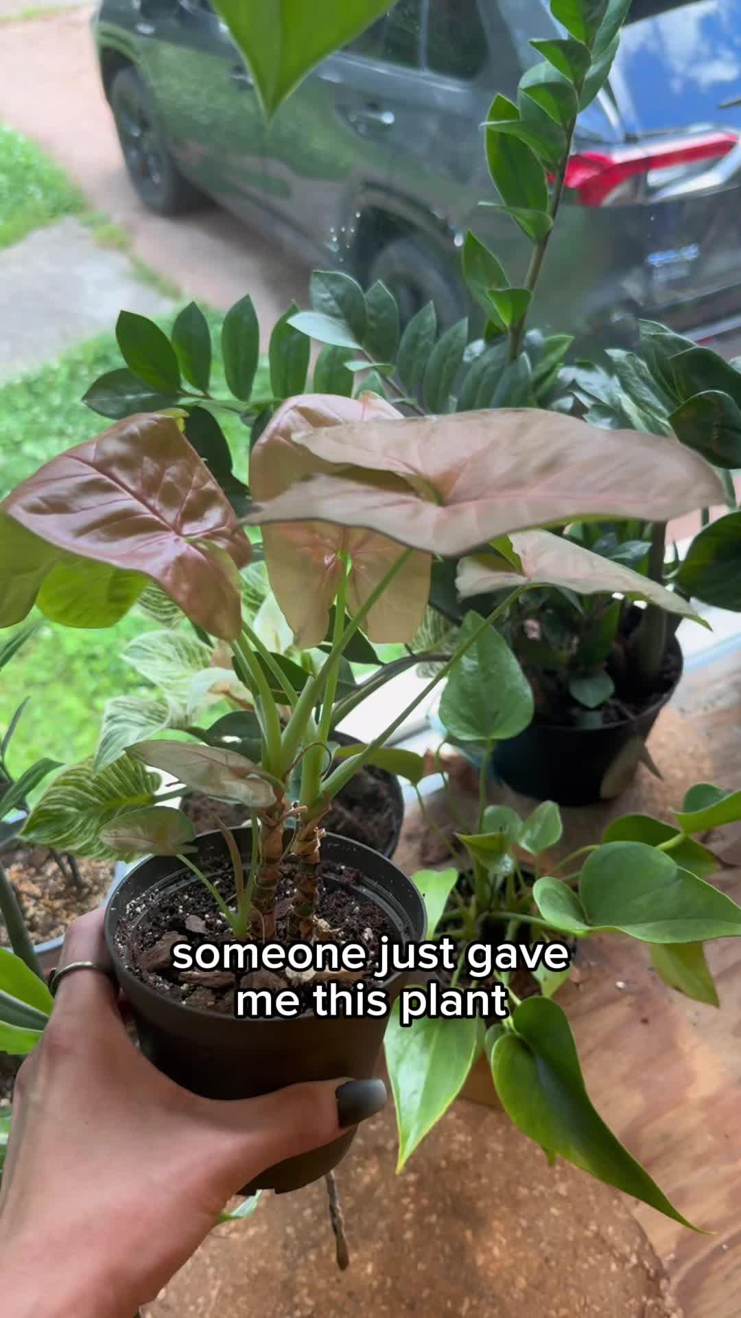 Identify plants & diseases. Get full plant information and personal care schedule.