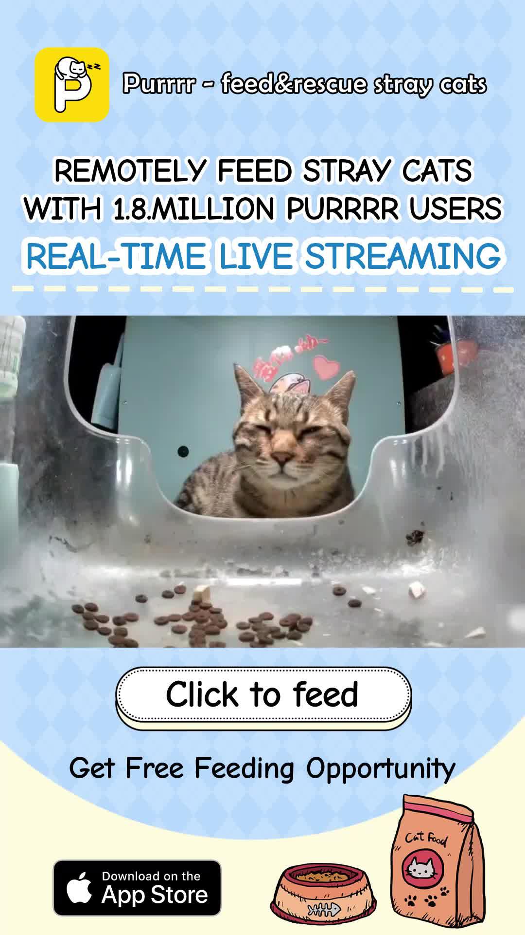 Purrrr -feed&rescue stray cats: Online Feeding Entertainment