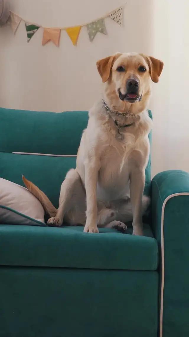 ترجمة لغة الحيوانات الأليفة بسهولة