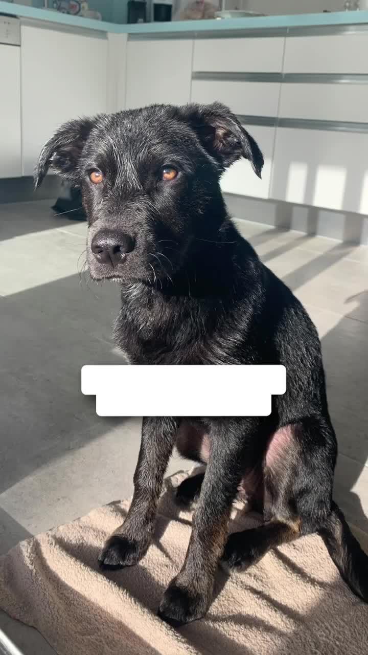 Animal one click AI face changing, fun gameplay keeps playing, give your beloved pet a try now