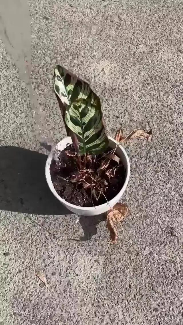 Did you try this before? Come on! Enjoy it!