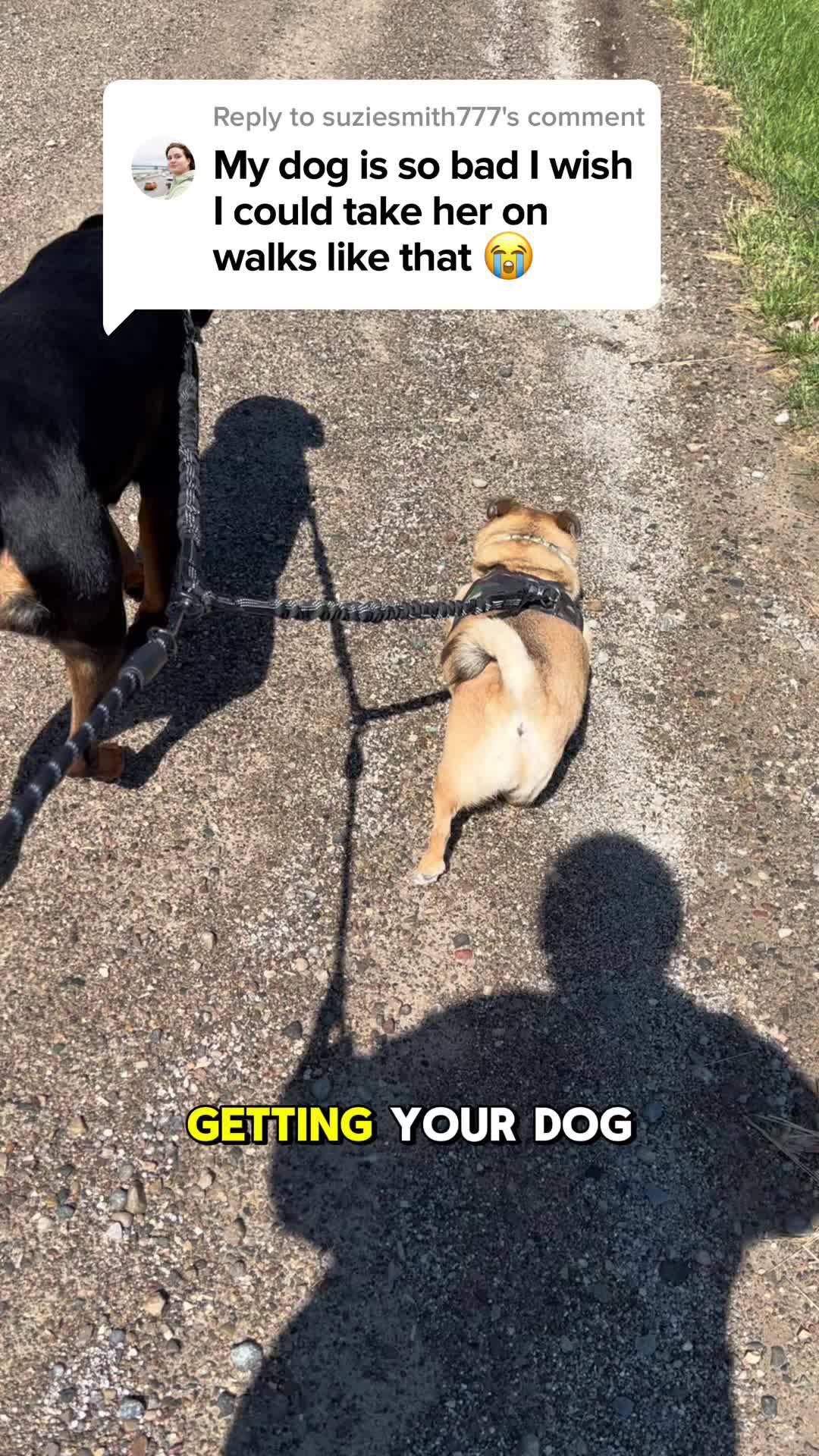 Stuggling to train you dog? Try Woofz!