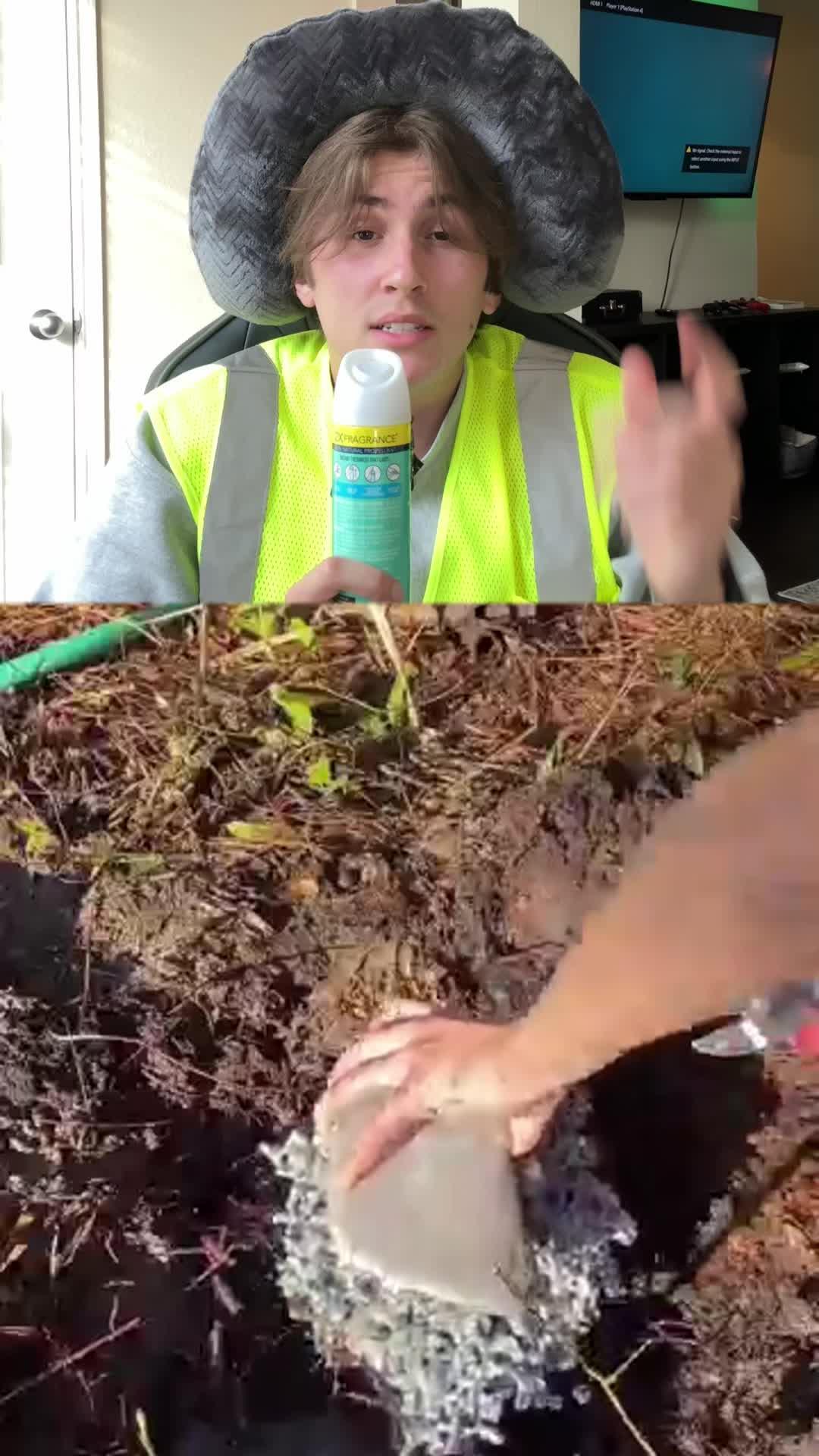 Ants are really cool creatures!!