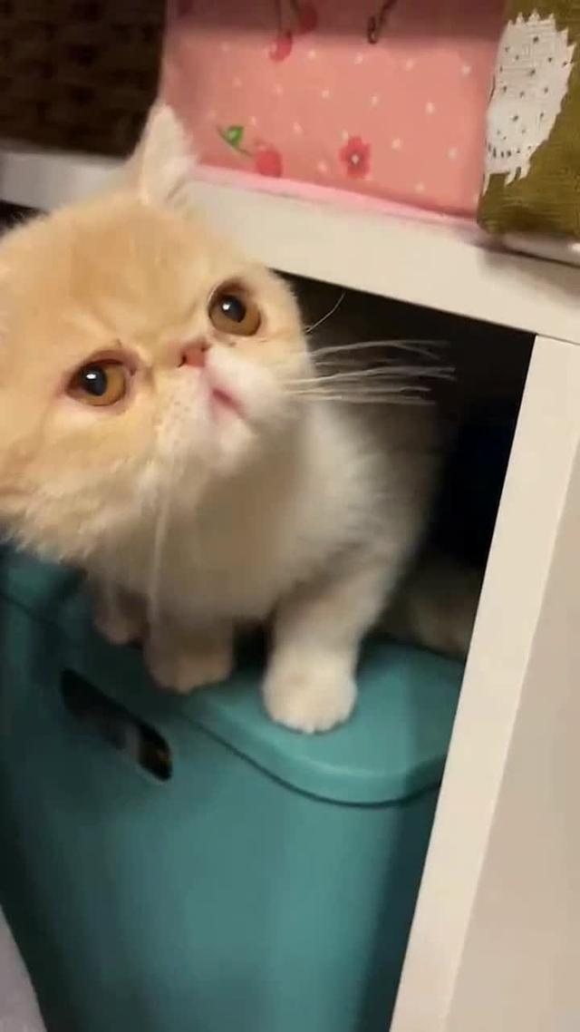 Enjoy Pure Play, No Ads!