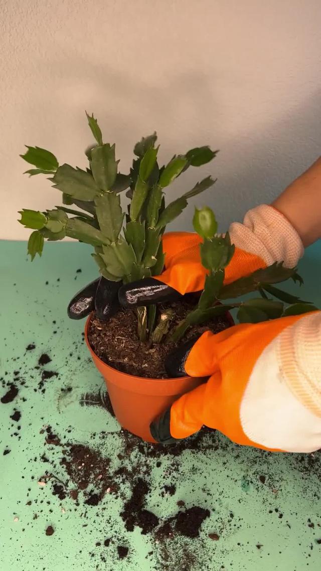 What care tips should you try this winter for your green buddy? Find out in PlantIn app!