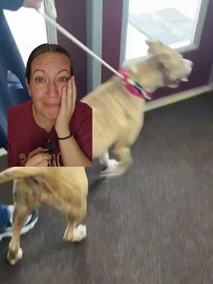 Play & send REAL goodies, and know once your dogs find a home!