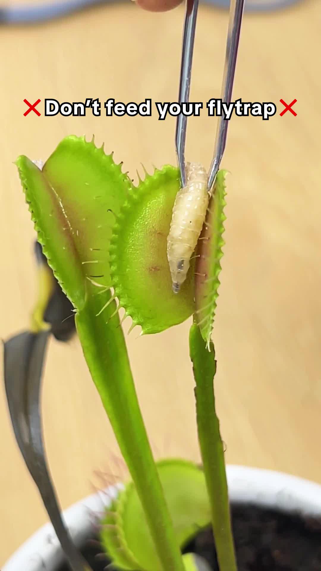 Try PlantIn for free!