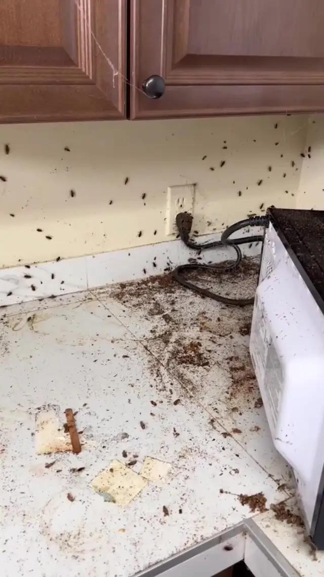 Can you build your dream restaurant