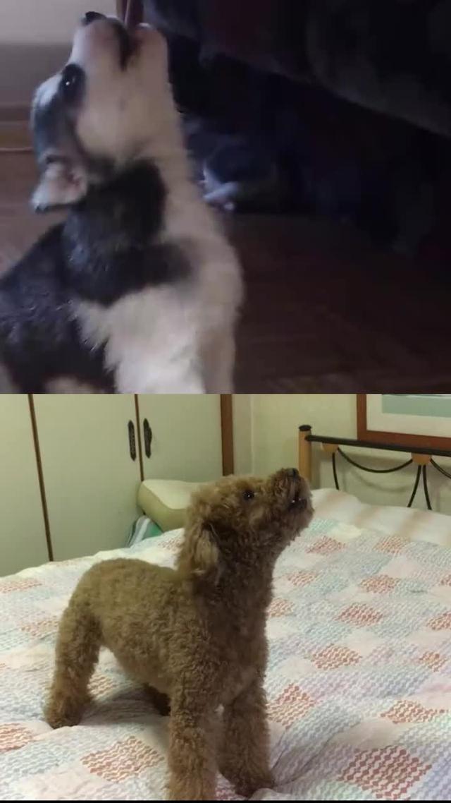 Dogo helps dog parents to train their dogs at home and build stronger relationships.