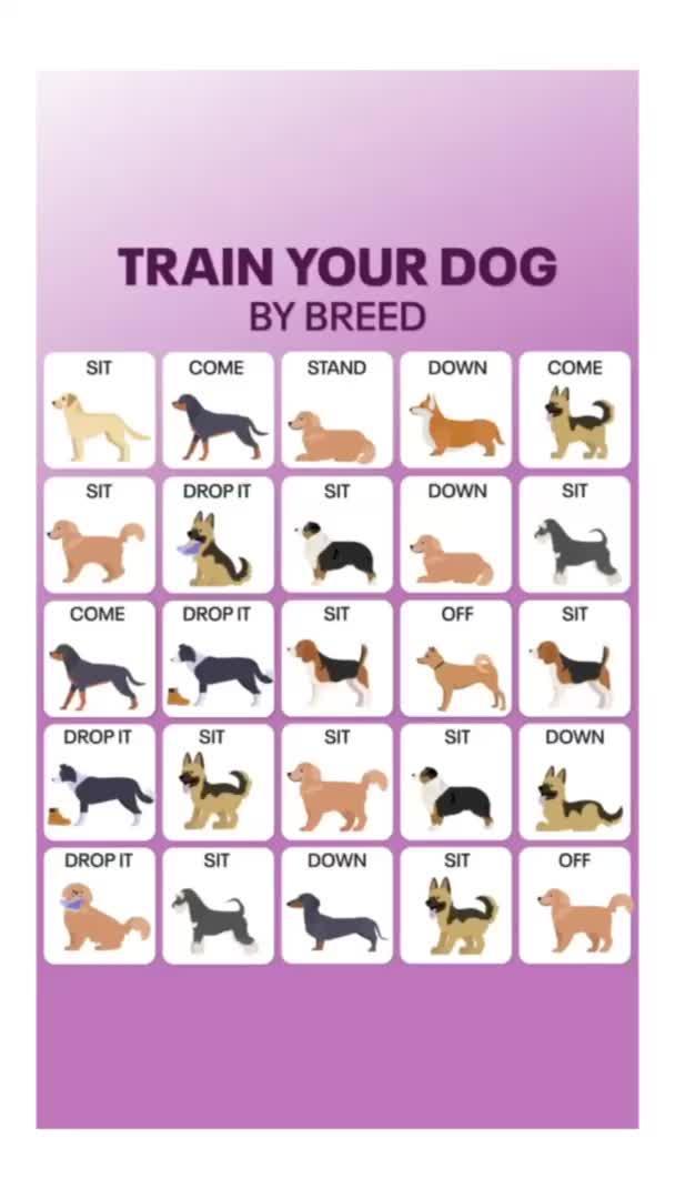 Dog Training App №1 in US