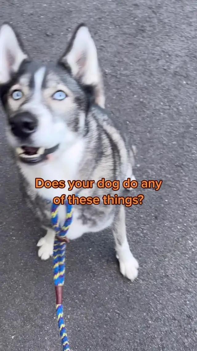 Have you tried the Woofz App? Swipe left and get Woofz now by using the “Woofz App” link in my linktree! #ad #woofzapp #dogtraining #dogtiktok #dogtok