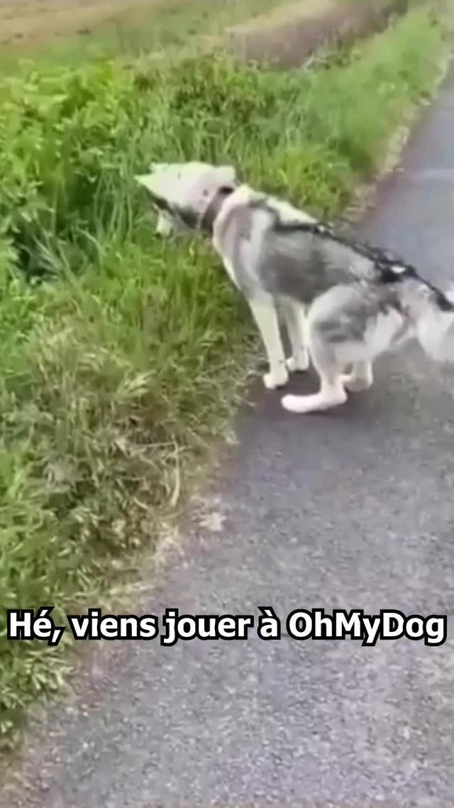 Menez vos chiens pour sauver le monde