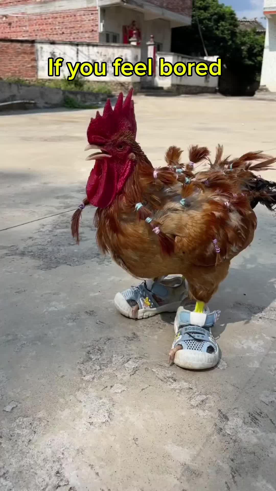 Live Video Chat  REAL people online 1v1