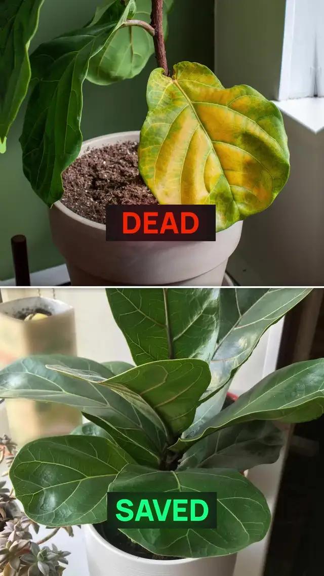 3 reasons why houseplants die.