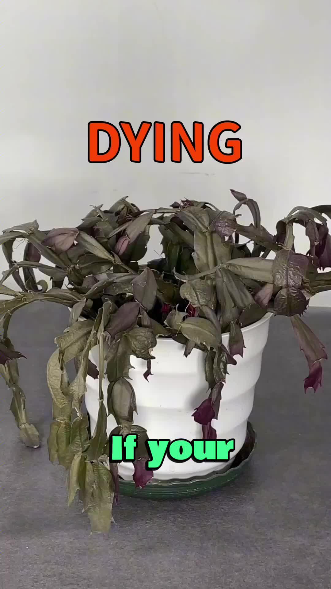 Cure your plant in easy steps!