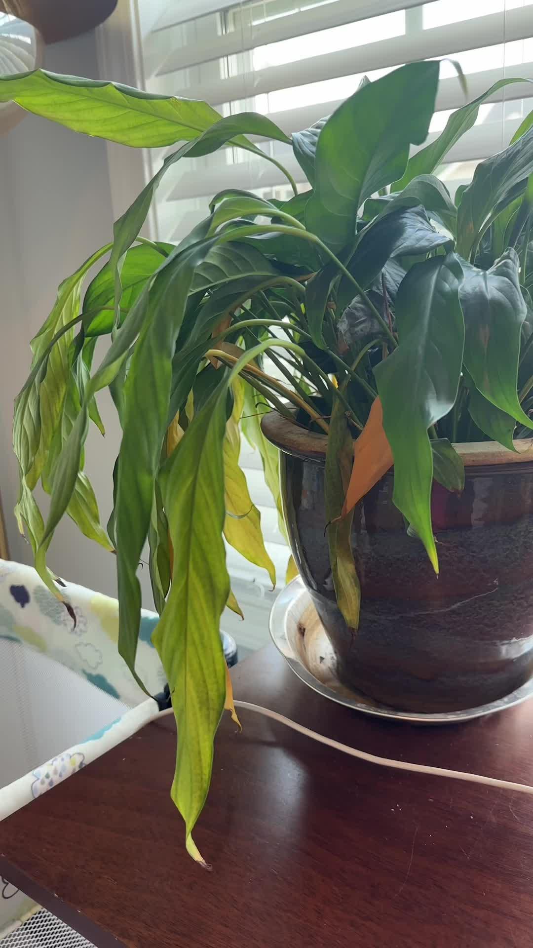 Identify plants and diseases.  Get complete plant information and personal care plans.