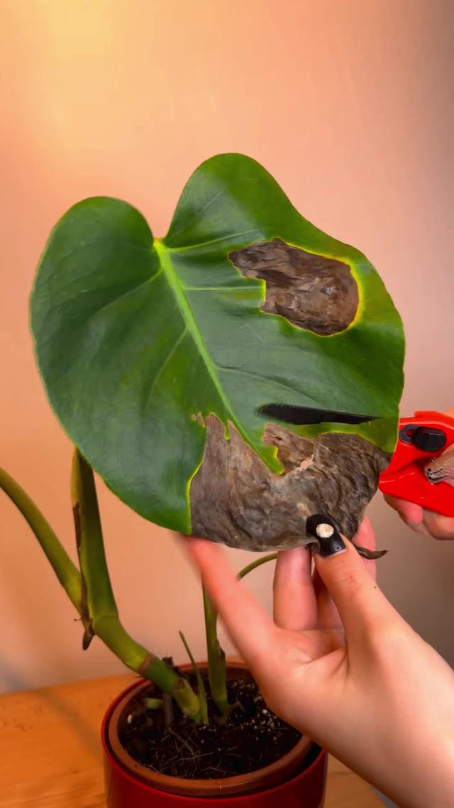 Download PlantIn for free and never kill your plant again! Explore unique AI plant care assistant