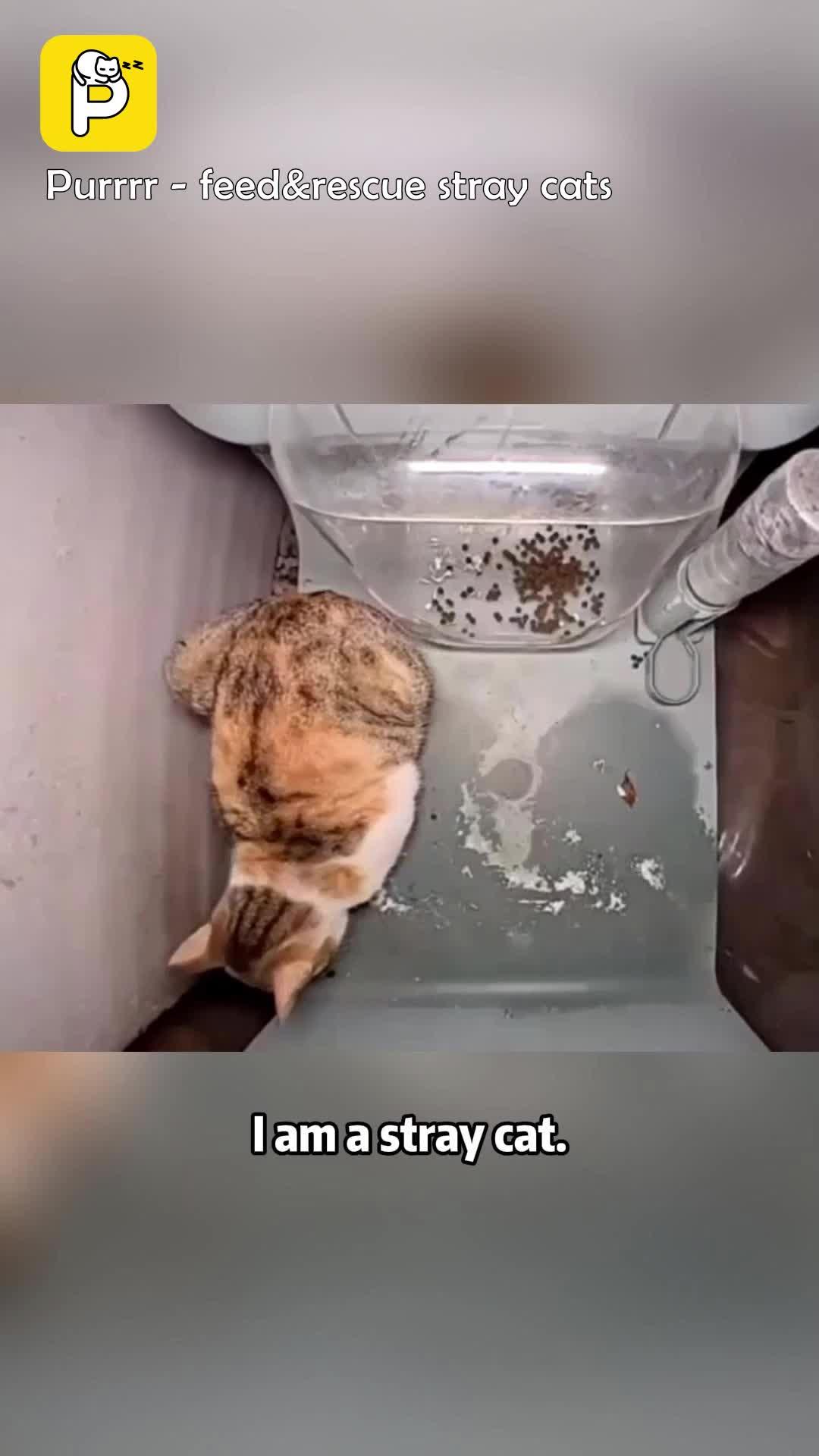 Purrrr -feed&rescue stray cats: Online Feeding Entertainment