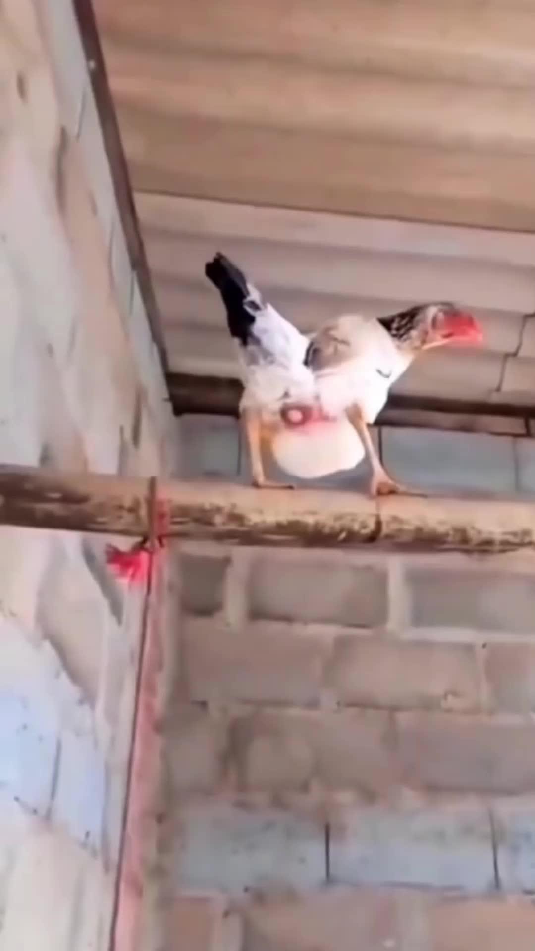 #pocketchamps #meme #cute #funny