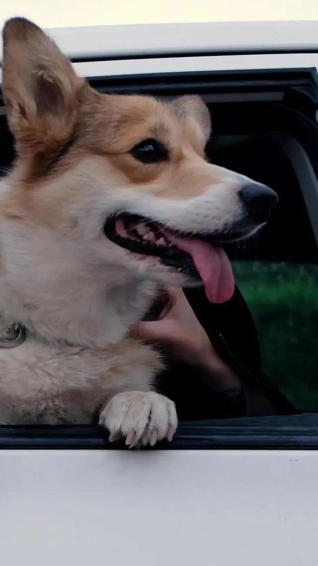 تواصل مع صديقك الفروي كما لم يحدث من قبل باستخدام تطبيقنا.