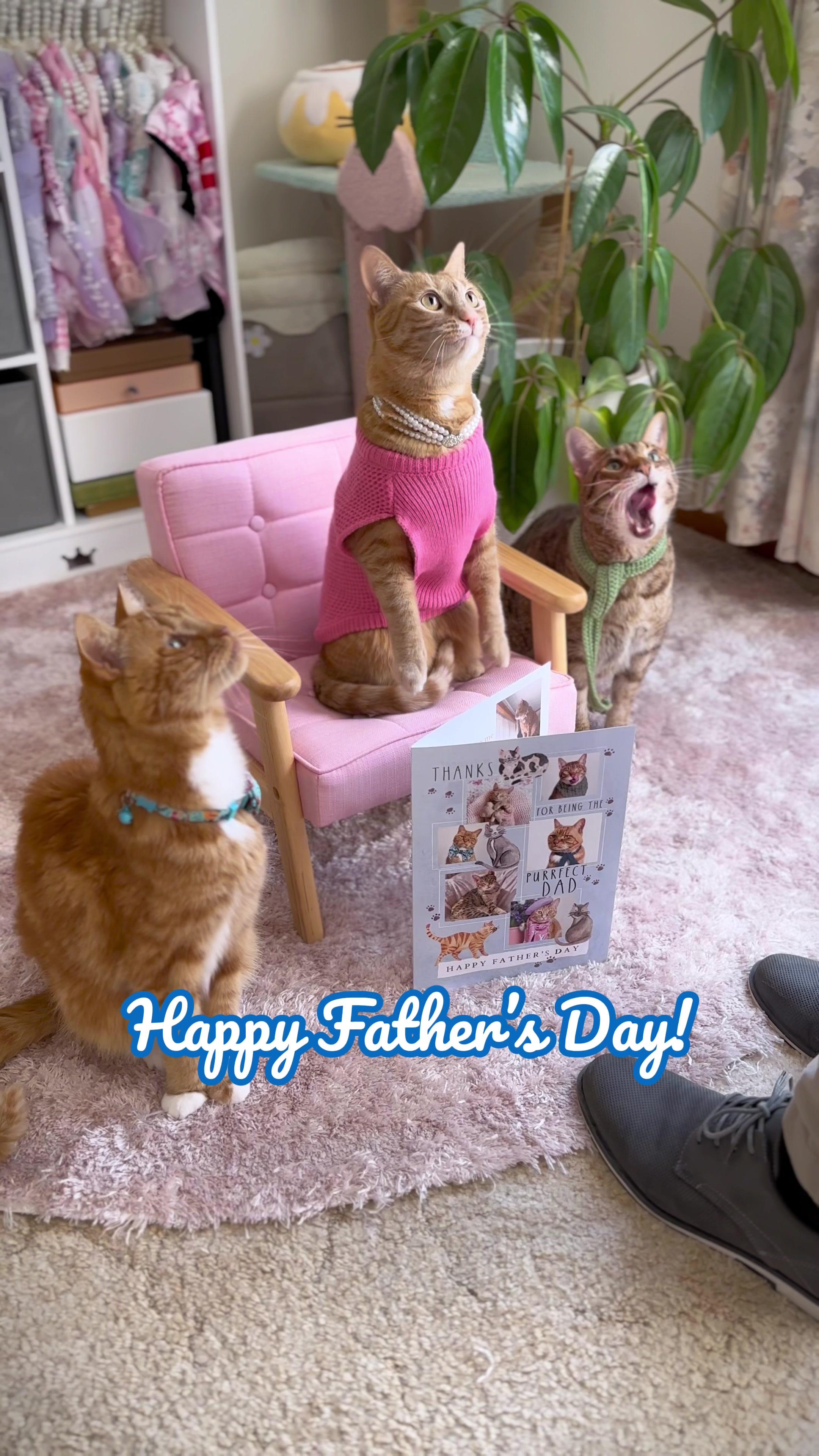 Don’t furget Cat Dad this Father’s Day! Shop @Moonpig Australia & create a purrsonalised ‘from the pet’ card for the purrfect gift 💝 As a special treat, use code HONEY for 50% off plus free shipping! 😻 #ad #catdad #fathersday