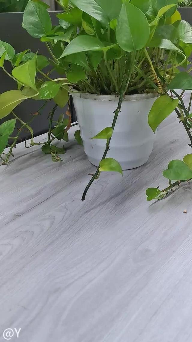 Keep your body and mind healthy and energetic.