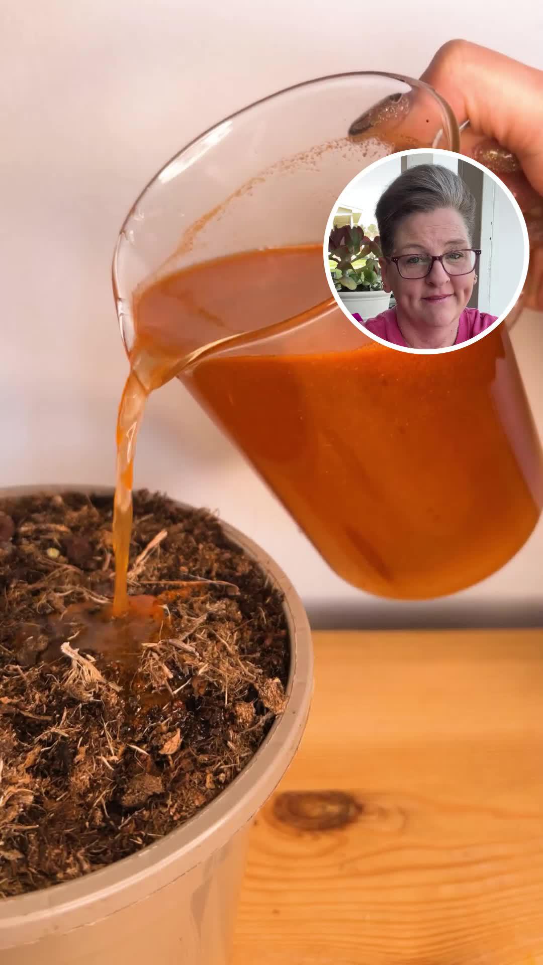 Discover the Joy of Plant Parenthood