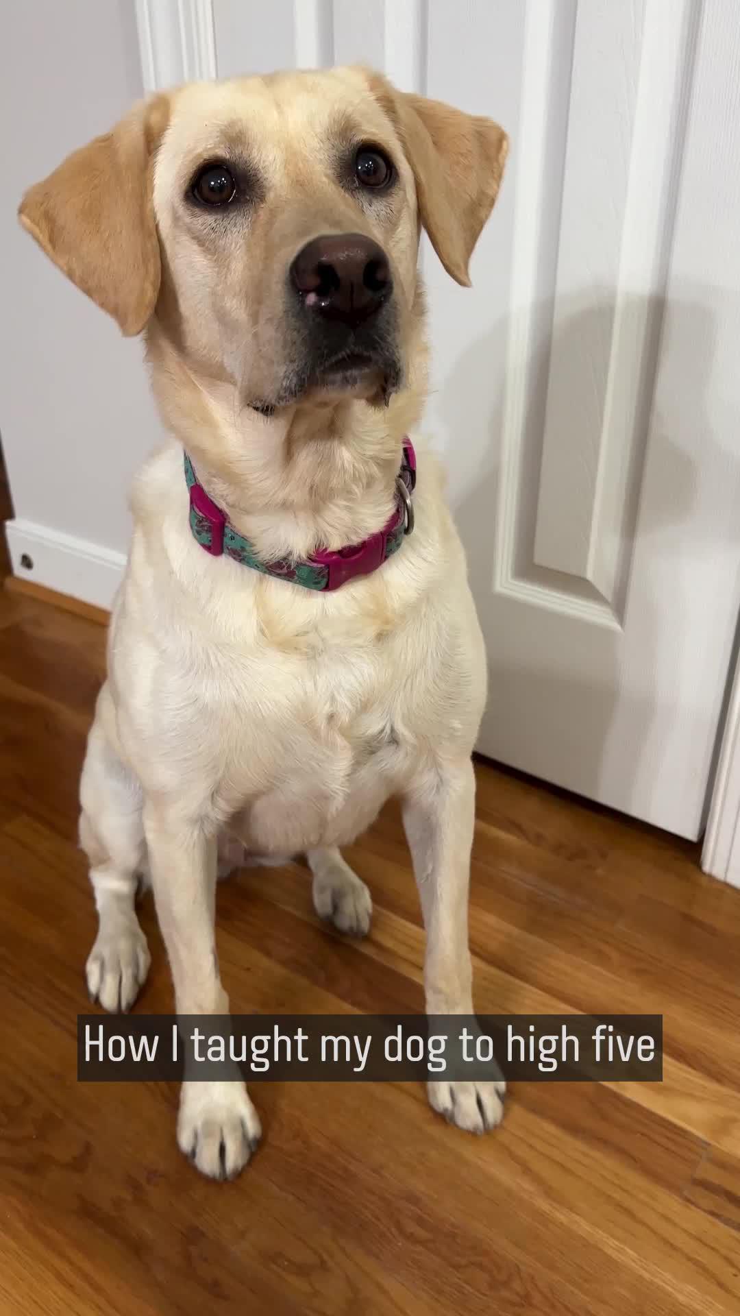The best dog training app!