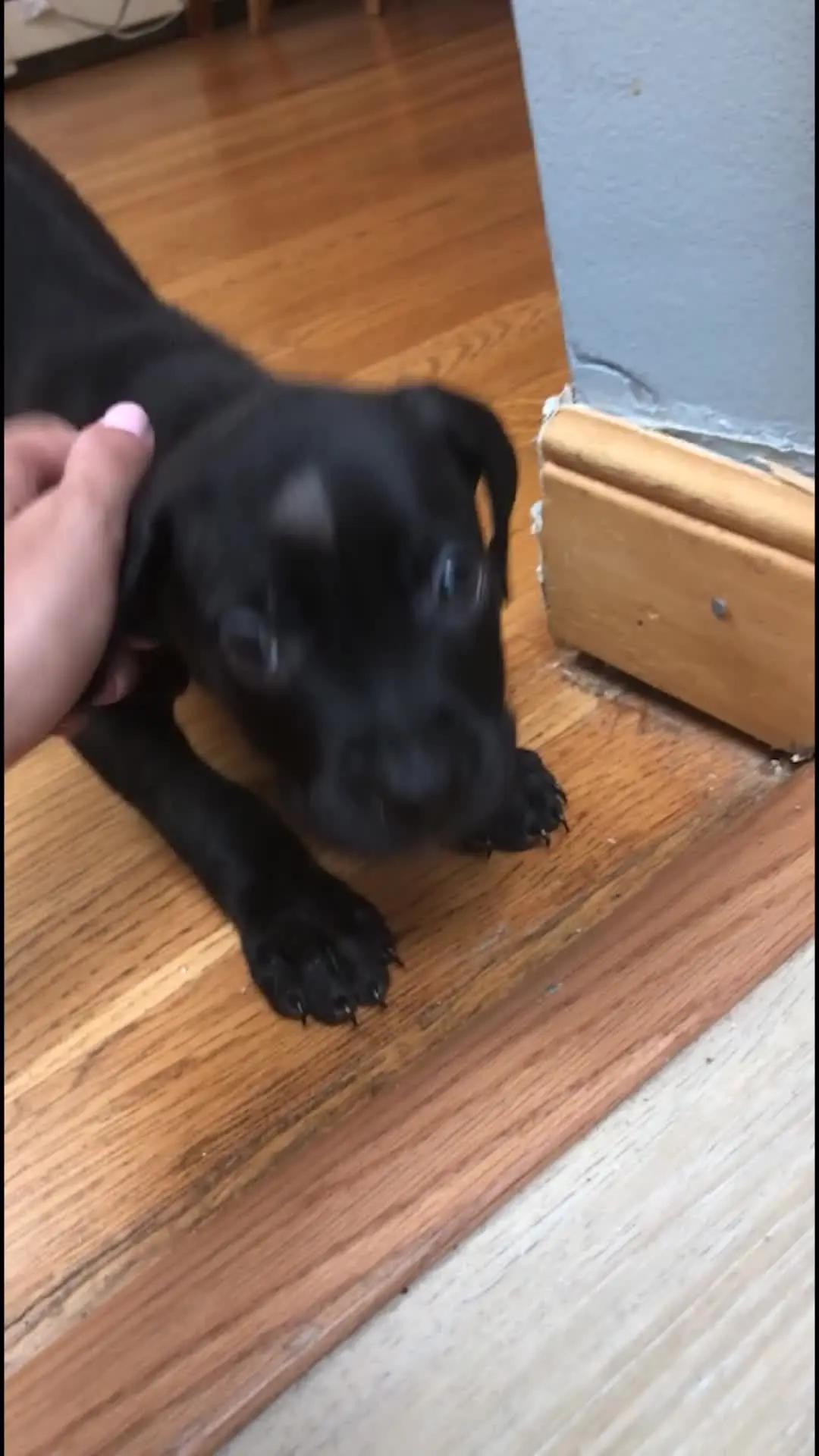 Elevate Your Pup's Skills with Woofz!