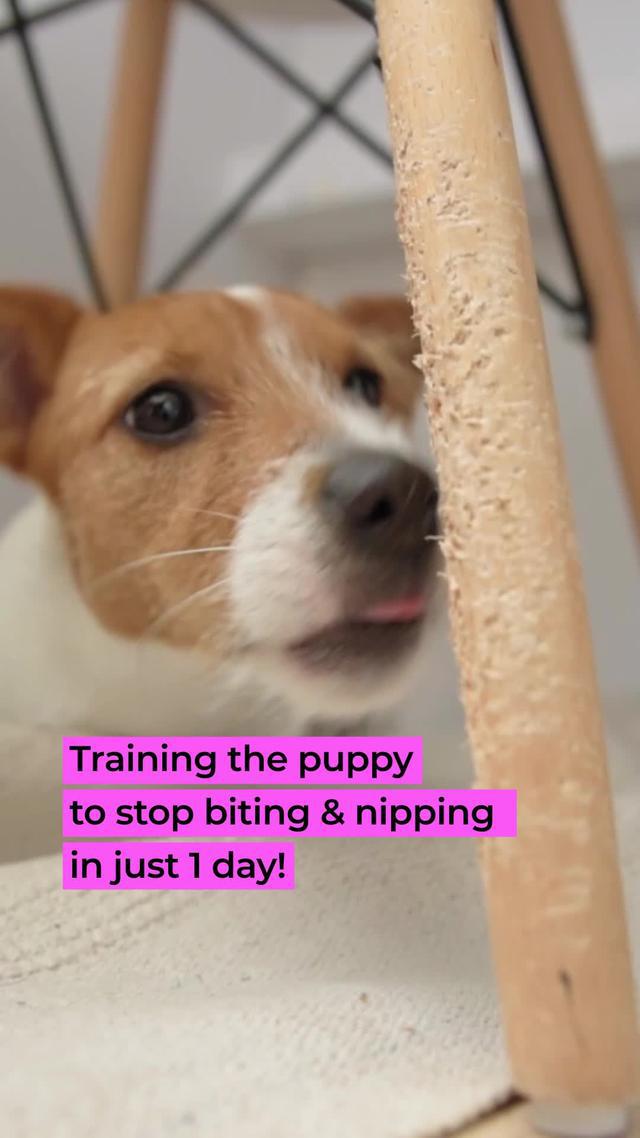 The №1 puppy & dog training app, created by top canine experts