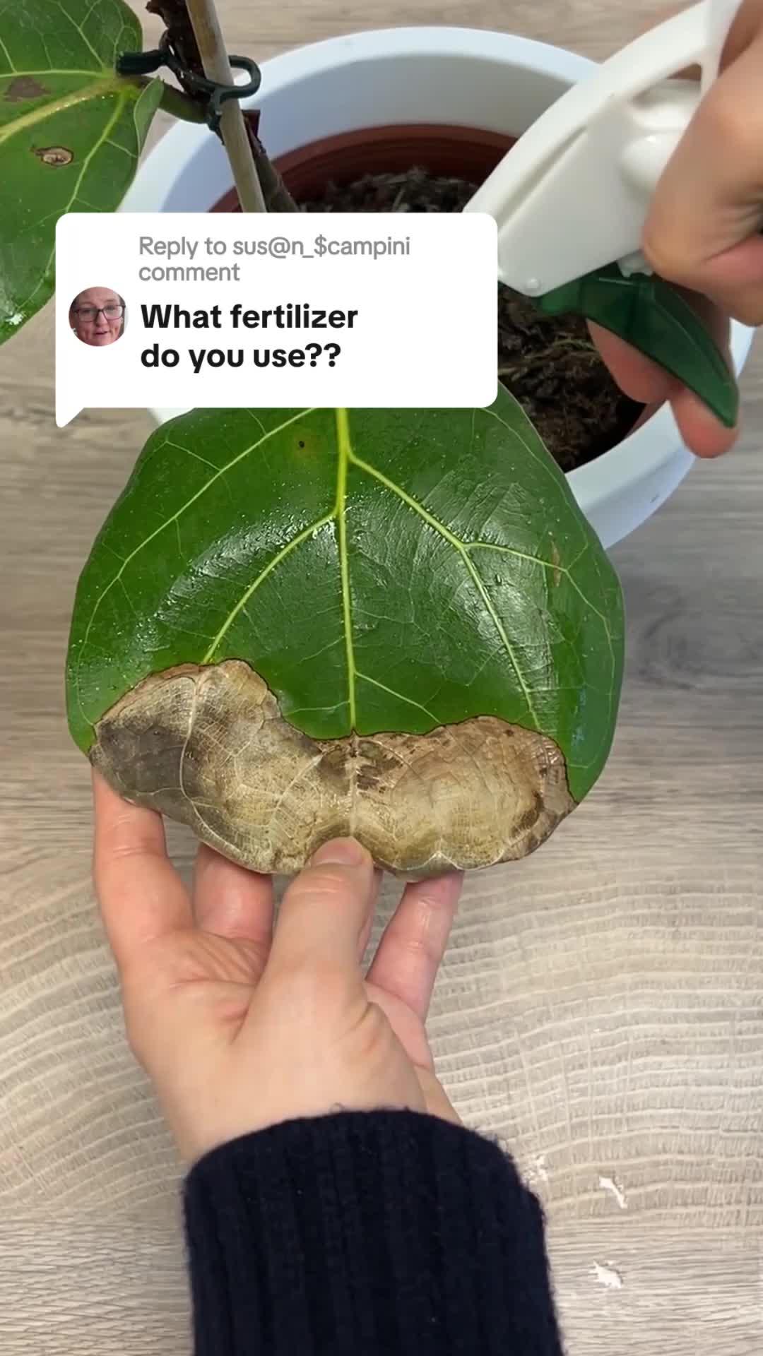 Ready to bloom this summer? Let our plant app be your guide!