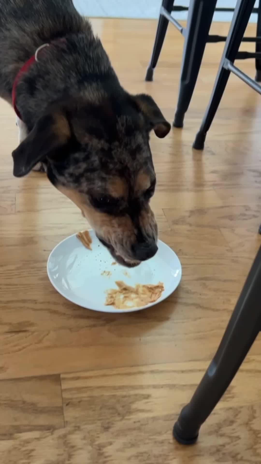 Elevate Your Pup's Skills with Woofz!