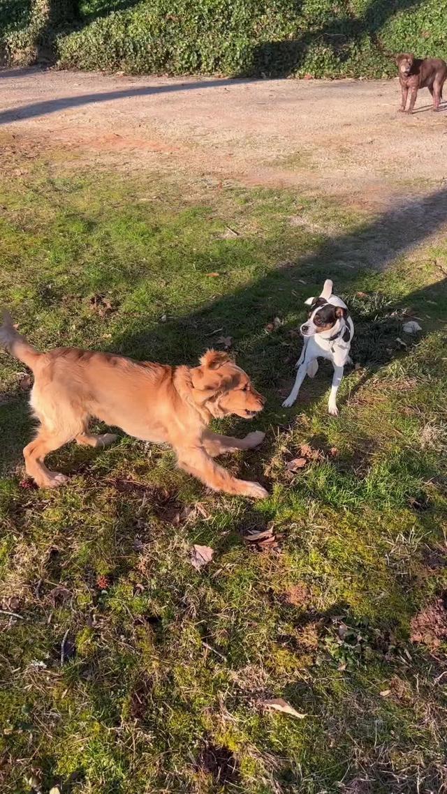 No. 1 Training App For New Puppy Owners