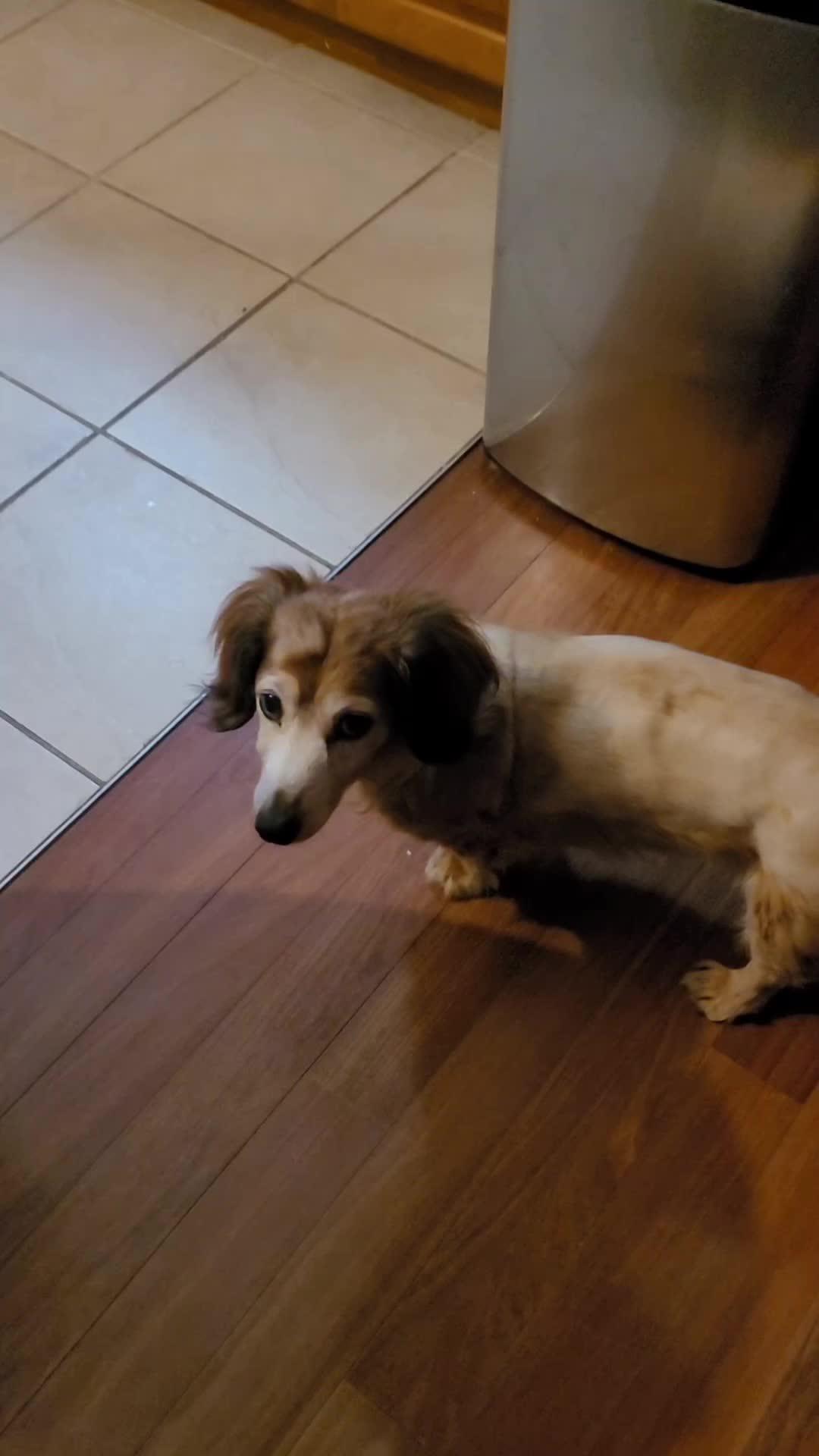 Start training your dog today with the top Dog Training App in the world.