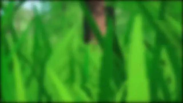 Special Gifts SSR+50 Draws