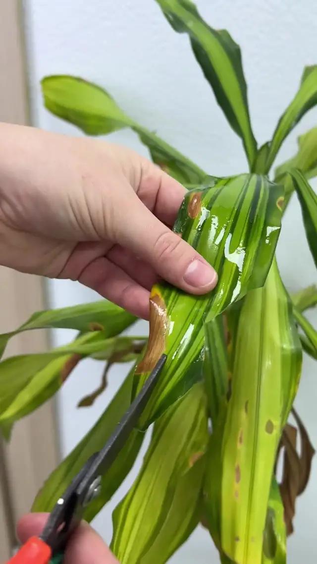 How to be a green thumb? Find it out in PlantIn app, and stop killing your plants!